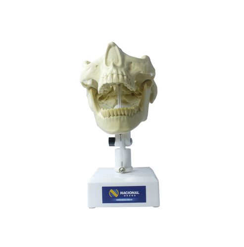 Anatomisches Modell / Unterkiefer - 4100T  - Nacional Ossos - Oberkiefer / Dental / für die Ausbildung