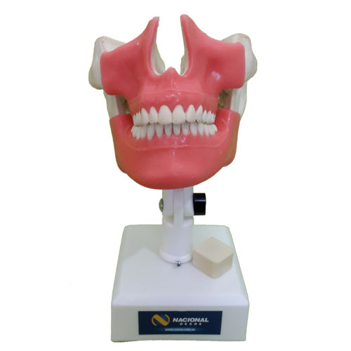 Anatomisches Modell / Unterkiefer - 4101GT  - Nacional Ossos - Oberkiefer / Knochen / Gebiss