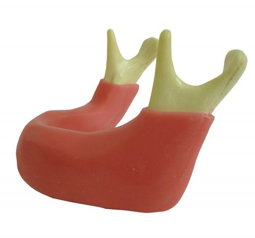 Anatomisches Modell / Knochen - 4010G  - Nacional Ossos - Unterkiefer / Kiefer / Zahnfleisch