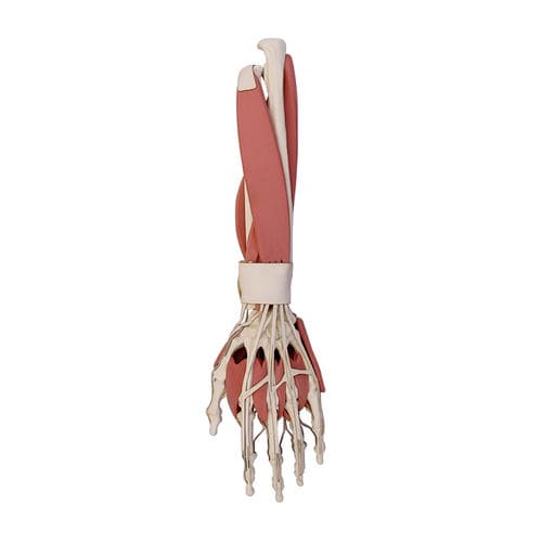 Anatomisches Modell / Knochen - 11292 - Nacional Ossos - Nebenhöhle / Muskel / Radius
