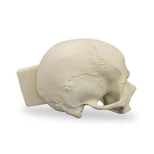 Anatomisches Schädelmodell - 9008  - Nacional Ossos - für Implantologie / für die Ausbildung / für Kraniotomie