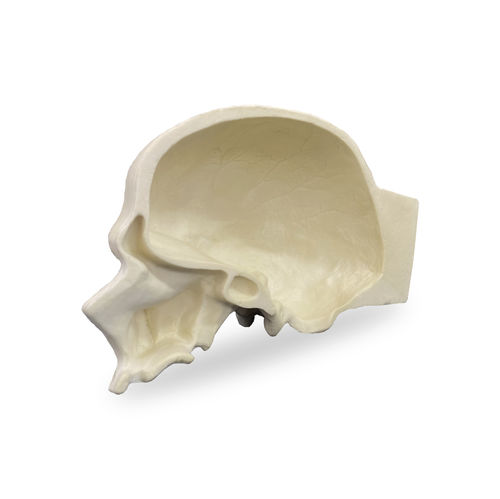 Anatomisches Schädelmodell - 9008  - Nacional Ossos - für Implantologie / für die Ausbildung / für Kraniotomie