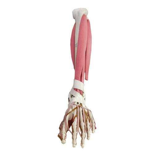 Anatomisches Modell / Tibia - 11191 - Nacional Ossos - Fuß / Knöchel / Ausbildung