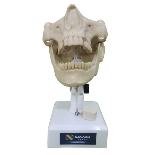 Anatomisches Modell / Knochen - 4402T - Nacional Ossos - Unterkiefer / Oberkiefer / Nebenhöhle