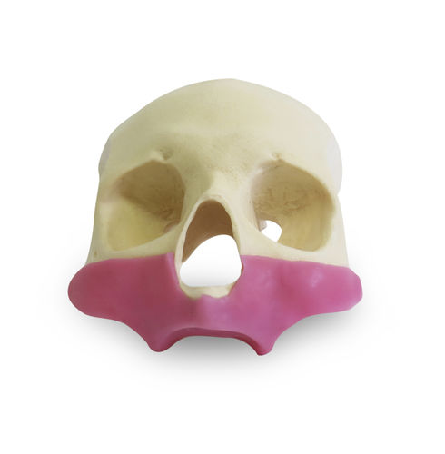Anatomisches Schädelmodell - 9014G - Nacional Ossos - Nebenhöhle / gingival / für Implantologie
