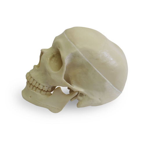 Anatomisches Schädelmodell - 9001-3 - Nacional Ossos - für Implantologie / Polyurethan / mit Gelenk