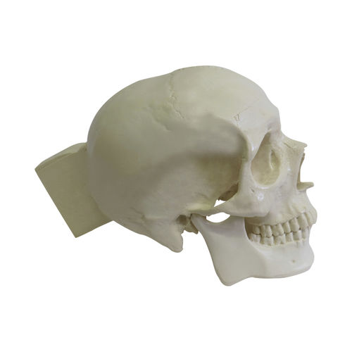 Anatomisches Schädelmodell - 9006 - Nacional Ossos - chirurgisch / Polyurethan / mit Gelenk