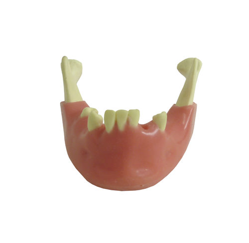 Anatomisches Modell / Unterkiefer - 4012GT - Nacional Ossos - gingival / chirurgisch / Ausbildung