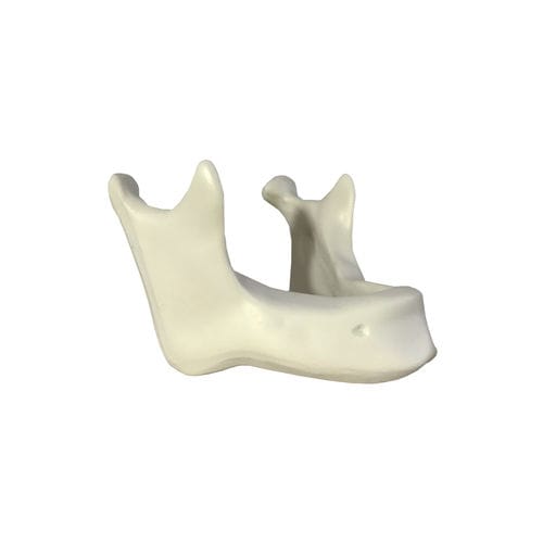 Anatomisches Modell / Knochen - 4010T - Nacional Ossos - Kiefer / für Implantologie / Ausbildung