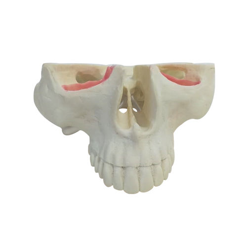 Anatomisches Modell / Knochen - 4016T - Nacional Ossos - Oberkiefer / Nebenhöhle / Zahn