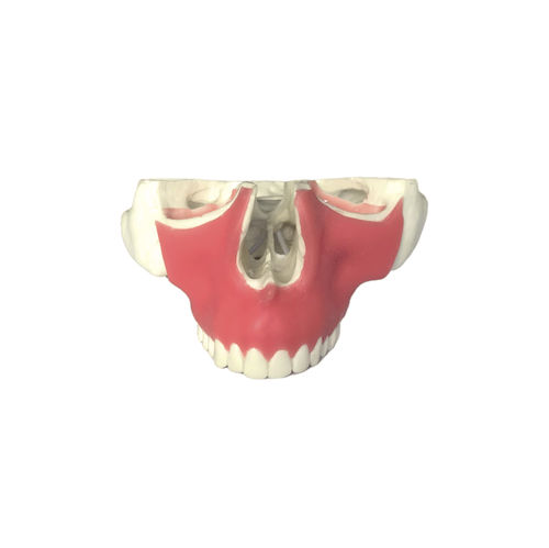 Anatomisches Modell / Oberkiefer - 4016GT - Nacional Ossos - Nebenhöhle / Zahn / gingival