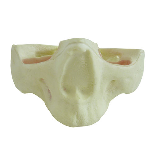 Anatomisches Modell / Oberkiefer - 4017T - Nacional Ossos - Nebenhöhle / chirurgisch / Ausbildung