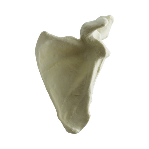 Anatomisches Modell / Knochen - 3024 - Nacional Ossos - Schulterblatt / für orthopädische Chirurgie / Ausbildung
