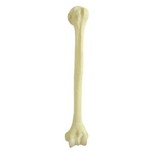 Anatomisches Modell / Knochen - 1004 - Nacional Ossos - Humerus / für orthopädische Chirurgie / Ausbildung