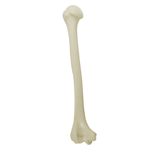 Anatomisches Modell / Knochen - 3012 - Nacional Ossos - Humerus / für orthopädische Chirurgie / Ausbildung