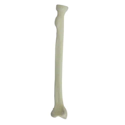 Anatomisches Modell / Knochen - 1003 - Nacional Ossos - Radius / für orthopädische Chirurgie / Ausbildung