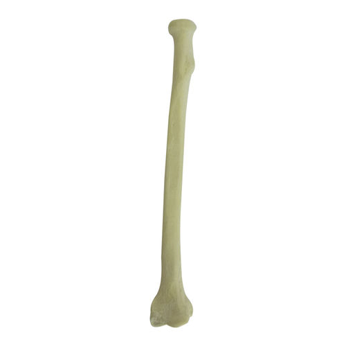 Anatomisches Modell / Knochen - 3011 - Nacional Ossos - Radius / für orthopädische Chirurgie / Ausbildung
