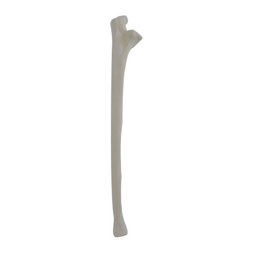 Anatomisches Modell / Knochen - 3010 - Nacional Ossos - Elle / für orthopädische Chirurgie / Ausbildung