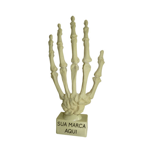 Anatomisches Modell / Knochen - 1001B - Nacional Ossos - Hand / für orthopädische Chirurgie / Ausbildung