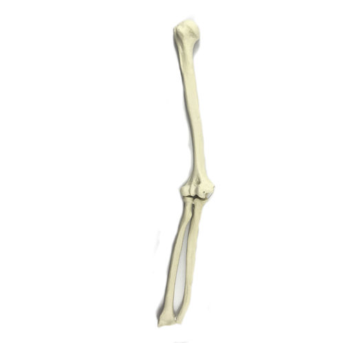 Anatomisches Modell / Knochen - 3009 - Nacional Ossos - Ellbogen / für orthopädische Chirurgie / Polyurethan