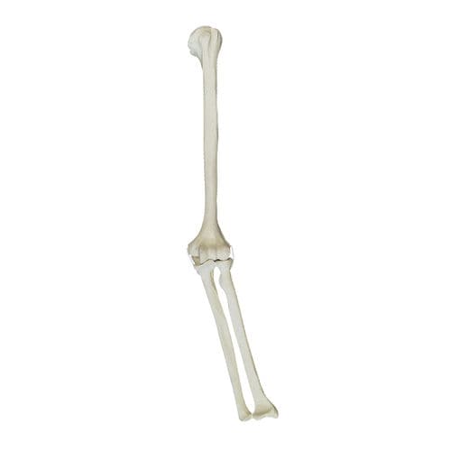 Anatomisches Modell / Knochen - 1009 - Nacional Ossos - Ellbogen / für orthopädische Chirurgie / Polyurethan