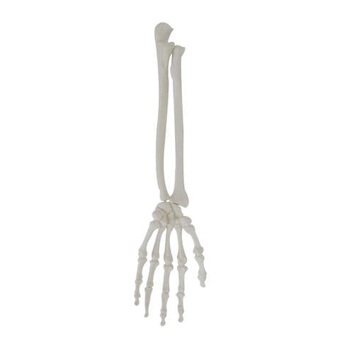 Anatomisches Modell / Knochen - 1012 - Nacional Ossos - Hand / Handgelenk / für orthopädische Chirurgie