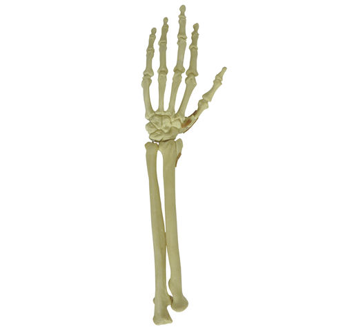 Anatomisches Modell / Knochen - 9706 - Nacional Ossos - Handgelenk / für orthopädische Chirurgie / Ausbildung