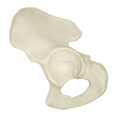 Anatomisches Modell / Knochen - 1016 - Nacional Ossos - Hemi-Pelvis / Polyurethan