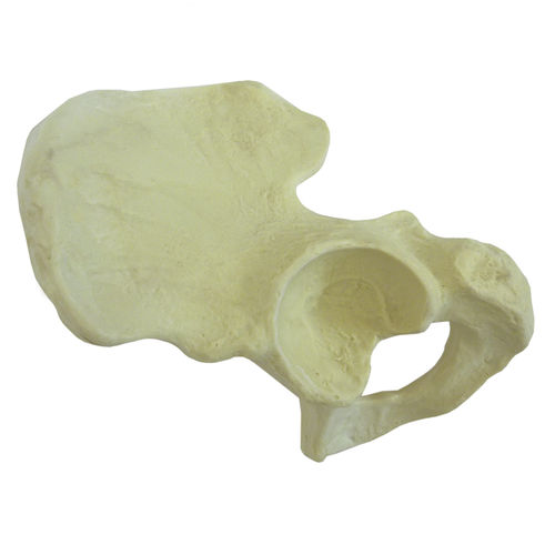 Anatomisches Modell / Knochen - 1007 - Nacional Ossos - Hemi-Pelvis / Ausbildung / Polyurethan