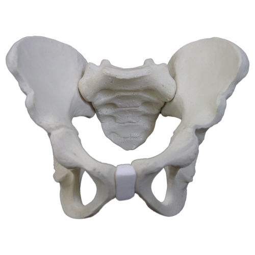 Anatomisches Modell / Knochen - 2044 - Nacional Ossos - Becken / für Kinder / Polyurethan