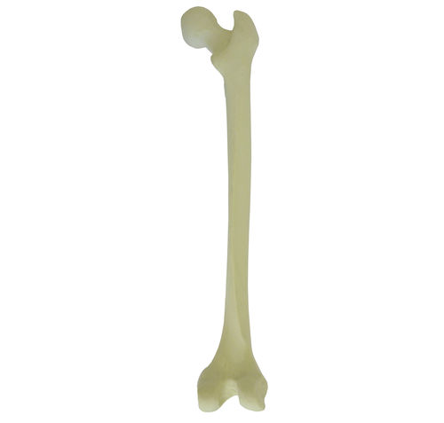 Anatomisches Modell / Knochen - 2030 - Nacional Ossos - Oberschenkelknochen / für orthopädische Chirurgie / Ausbildung