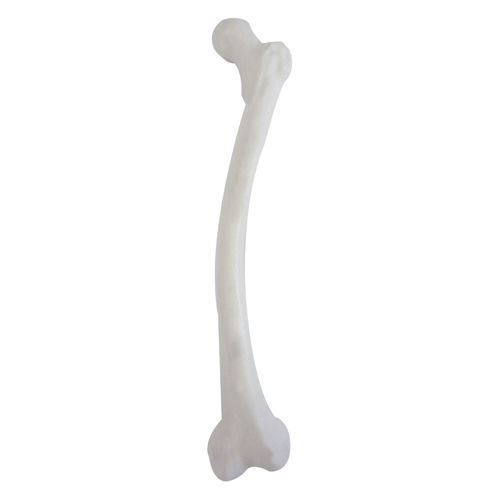 Anatomisches Modell / Knochen - 2025DMVL - Nacional Ossos - Oberschenkelknochen / für orthopädische Chirurgie / Ausbildung