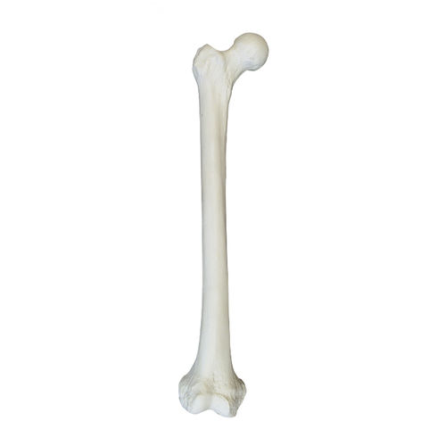 Anatomisches Modell / Knochen - 2030B - Nacional Ossos - Oberschenkelknochen / für orthopädische Chirurgie / Ausbildung