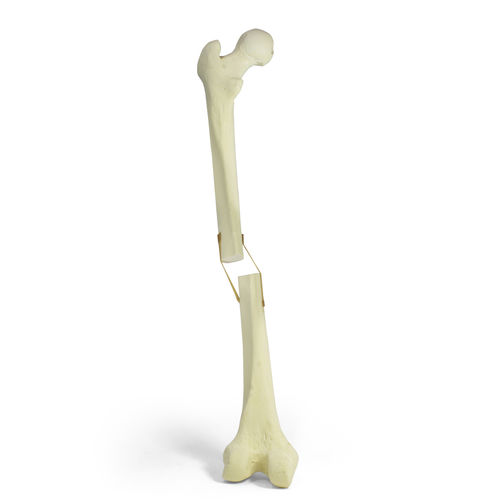 Anatomisches Modell / Knochen - 9702 - Nacional Ossos - Oberschenkelknochen / für orthopädische Chirurgie / Ausbildung