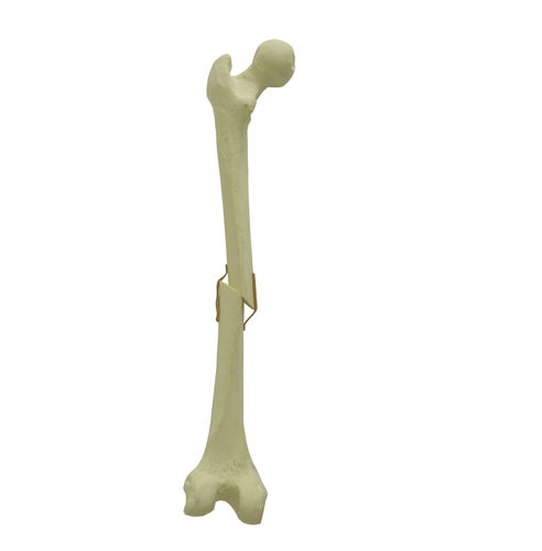 Anatomisches Modell / Knochen - 9704 - Nacional Ossos - Oberschenkelknochen / für orthopädische Chirurgie / Ausbildung