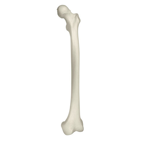 Anatomisches Modell / Knochen - 1010 - Nacional Ossos - Oberschenkelknochen / Polyurethan