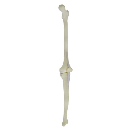 Anatomisches Modell / Knochen - 1010LP - Nacional Ossos - Patella / Tibia / Oberschenkelknochen