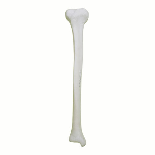 Anatomisches Modell / Knochen - 2031 - Nacional Ossos - Tibia / für orthopädische Chirurgie / Ausbildung