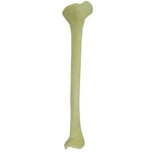 Anatomisches Modell / Knochen - 2026DPVR - Nacional Ossos - Tibia / Ausbildung