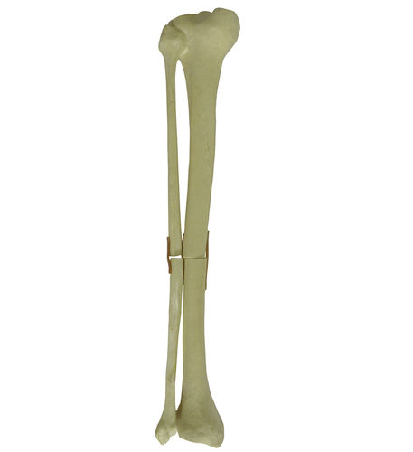 Anatomisches Modell / spongiöser Knochen - 9700 - Nacional Ossos - Rückenmark / Tibia / Fibula