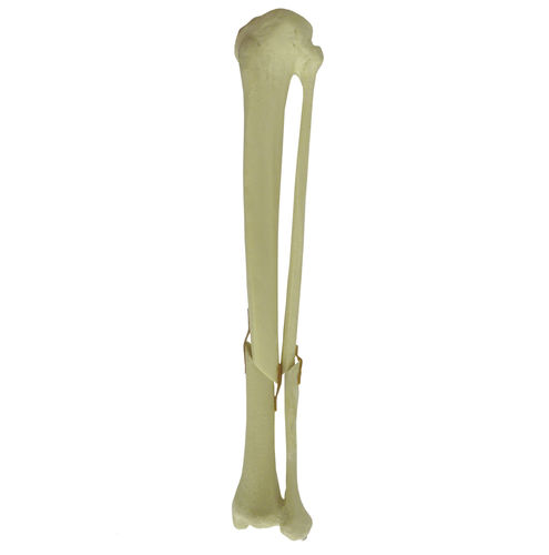 Anatomisches Modell / Knochen - 9701 - Nacional Ossos - Tibia / Fibula / für orthopädische Chirurgie