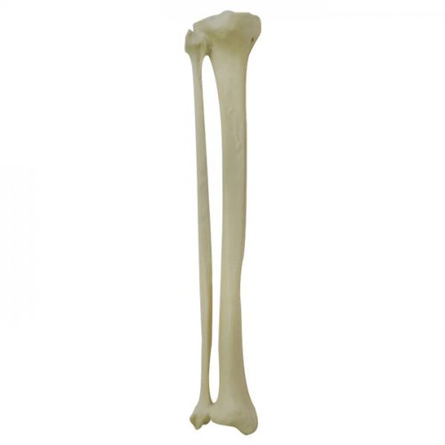 Anatomisches Modell / Knochen - 2026BESP-1 - Nacional Ossos - Tibia / Fibula / für orthopädische Chirurgie