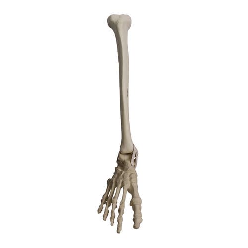 Anatomisches Modell / Knochen - 2031PI - Nacional Ossos - Tibia / Fuß / Knöchel