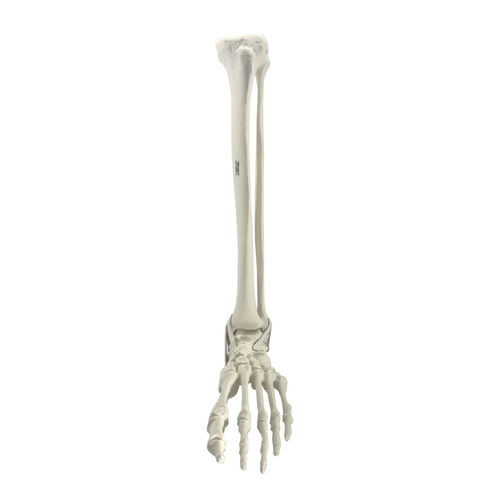 Anatomisches Modell / Knochen - 2026PI - Nacional Ossos - Tibia / Fuß / Knöchel