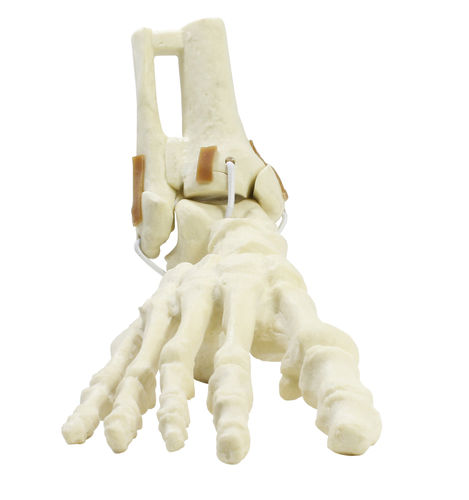 Anatomisches Modell / Knochen - 9699 - Nacional Ossos - Tibia / Fibula / Fuß