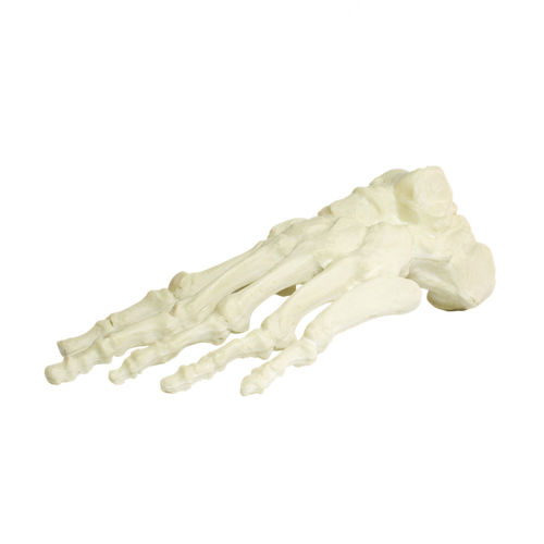 Anatomisches Modell / Knochen - 1006 - Nacional Ossos - Fuß / für orthopädische Chirurgie / Ausbildung