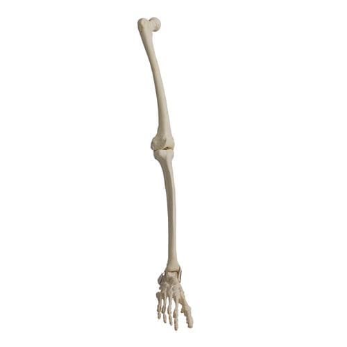 Anatomisches Modell / Knochen - 2030PC - Nacional Ossos - Bein / Fuß / Polyurethan