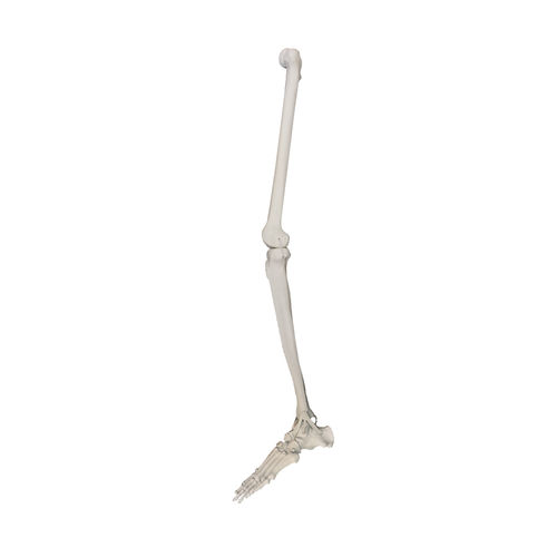 Anatomisches Modell / Knochen - 1010PC - Nacional Ossos - Bein / Fuß / für orthopädische Chirurgie