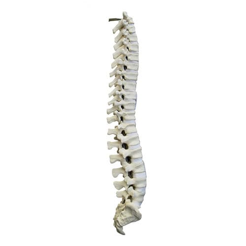 Anatomisches Modell / Wirbelsäule - 5003 - Nacional Ossos - für Wirbelsäulenchirurgie / Ausbildung / Polyurethan