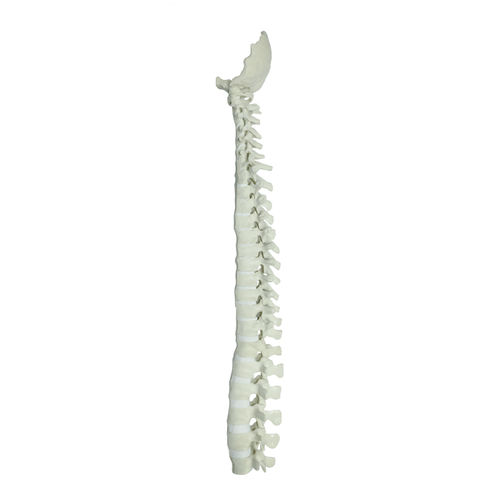 Anatomisches Modell / Wirbelsäule - 5004 - Nacional Ossos - für Wirbelsäulenchirurgie / Ausbildung / Polyurethan